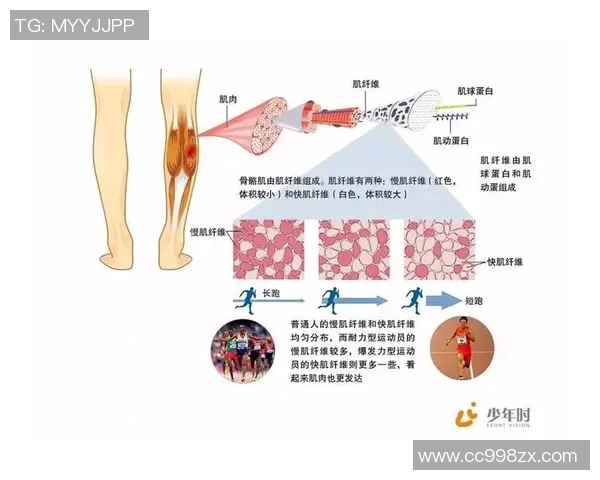 深圳排球队战术解析与发展策略的深度探讨与思考